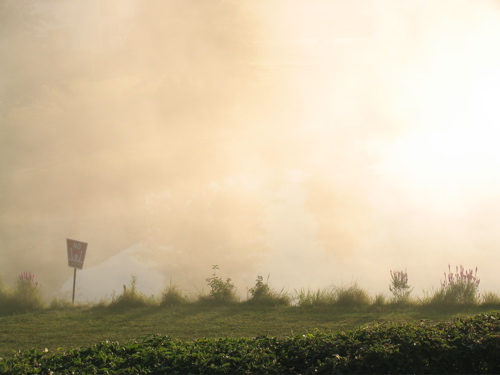 Mist Covered Banks of the Pond